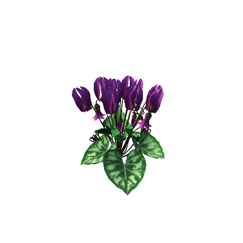 Flower Cyclacmen_violet